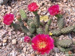 Opuntia fragilis cv. Freiberg